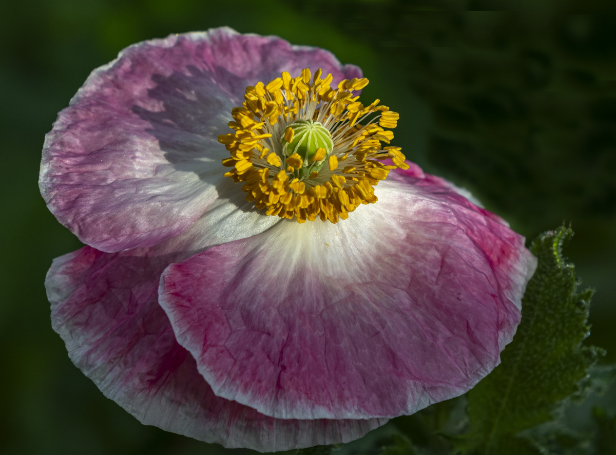 May - Pink Poppy by Barbara Hilton